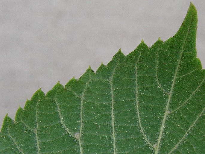 platyphillos cordifolia.jpg
